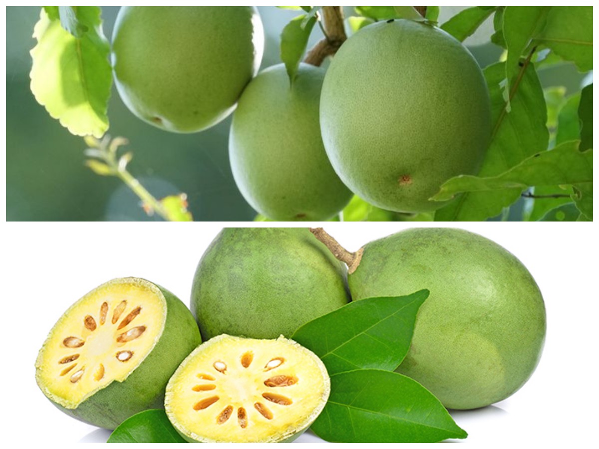 Tak Banyak yang Tahu, Buah Maja Ternyata Ampuh Atasi Sembelit dan Jaga Daya Tahan Tubuh!