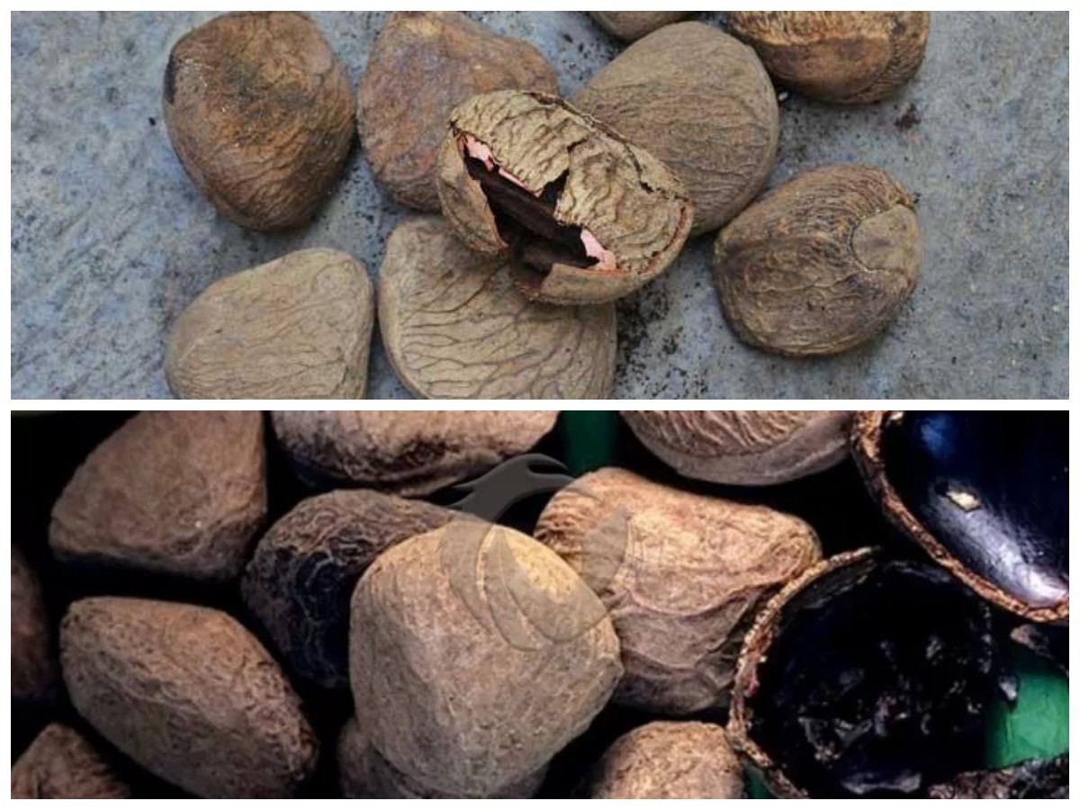 Jangan Salah! Ini Cara Aman Mengolah Kluwek agar Berkhasiat dan Tidak Beracun