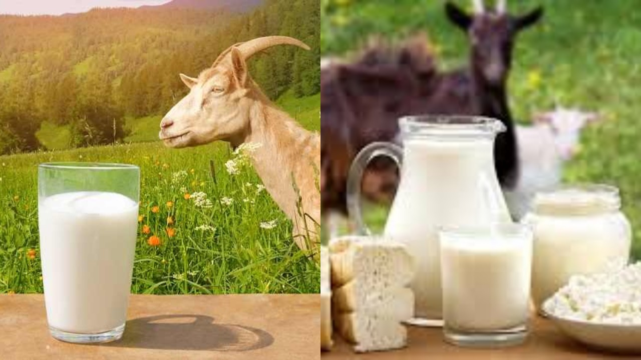 Rahasia Sehat dari Susu Kambing: Manfaatnya Luar Biasa untuk Tubuh!