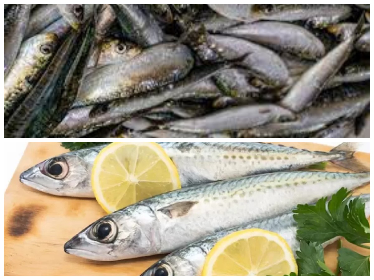 Ikan Sarden, Lezat dan Penuh Nutrisi: Manfaatnya Bikin Makan Jadi Sehat dan Praktis!