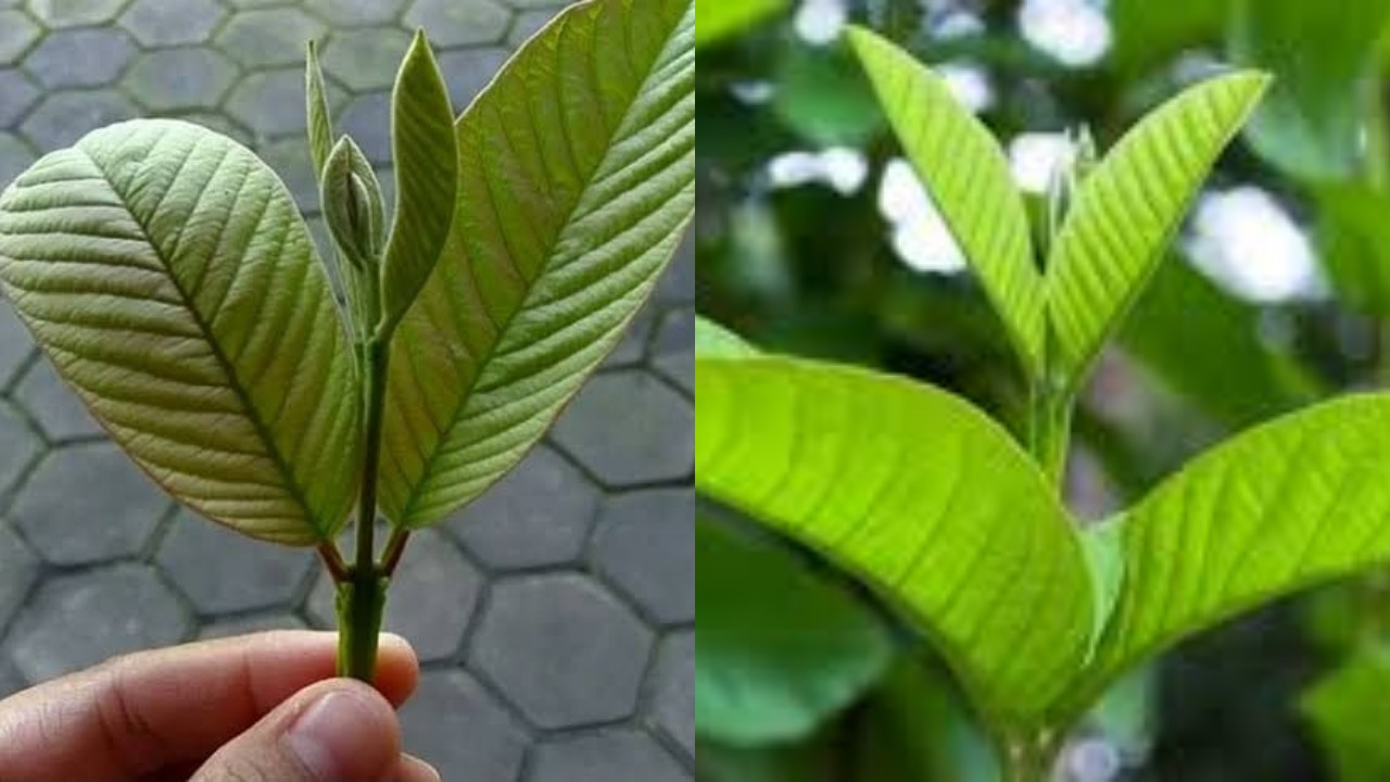 Wajib Diketahui! Inilah Sebuah Manfaat Daun Jambu Biji untuk Kesehatan