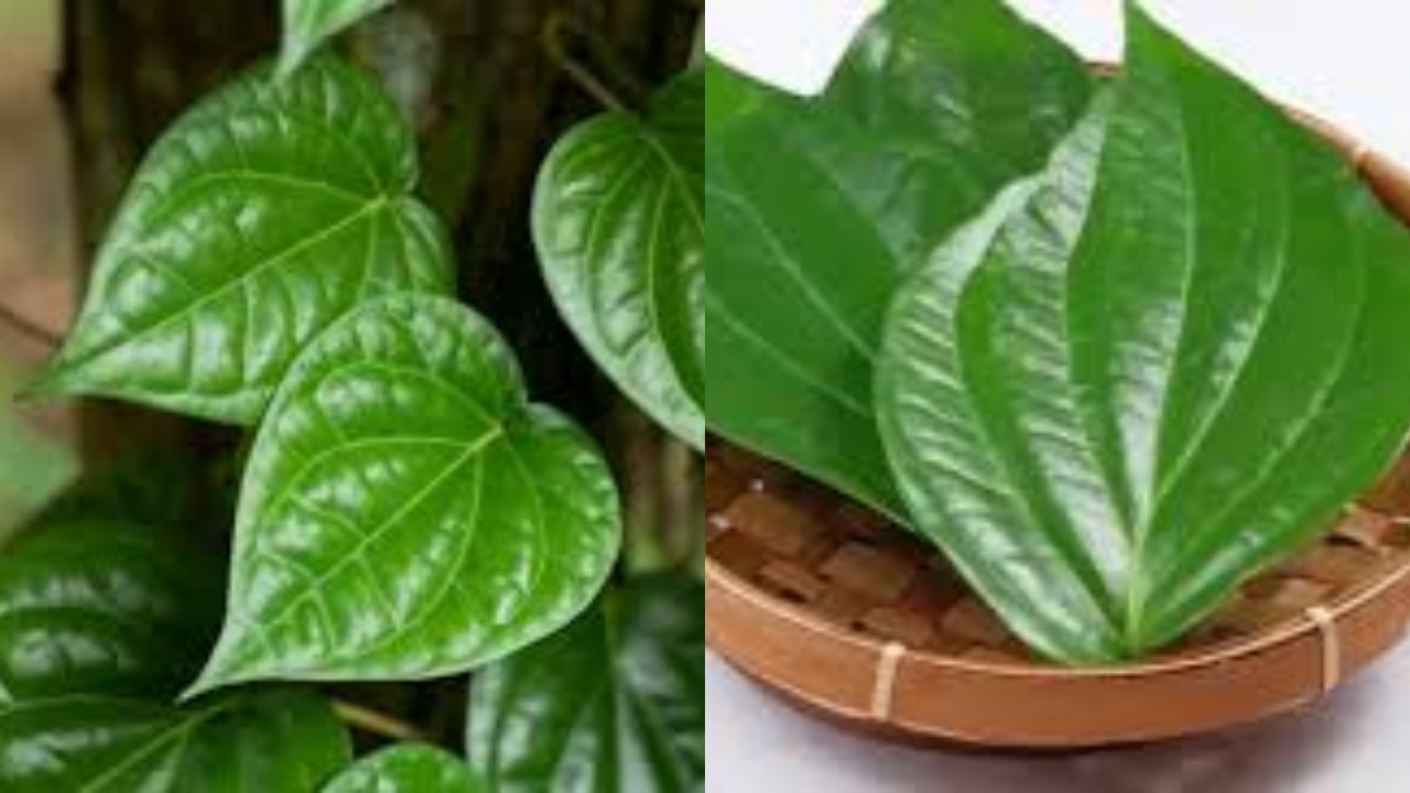 5 Manfaat Daun Sirih untuk Kesehatan, Jangan Sampai Terlewatkan