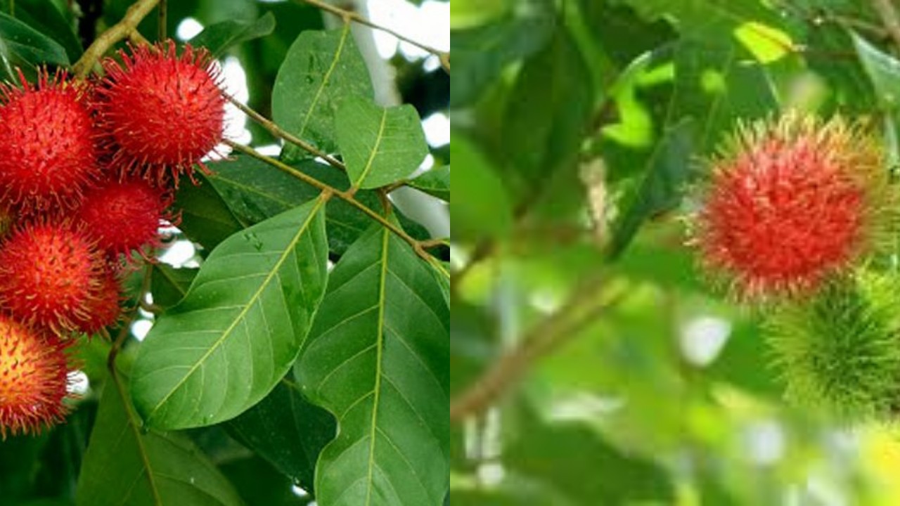 Ketahui Yuk! Manfaat dari Daun Rambutan bagi Kesehatan Tubuh dan Kulit