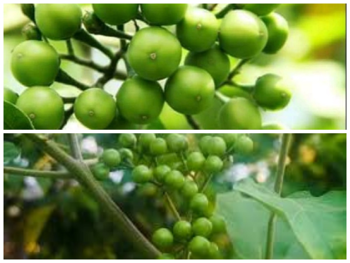 Khasiat Buah Pokak yang Jarang Diketahui, Ampuh Jaga Kesehatan Anda