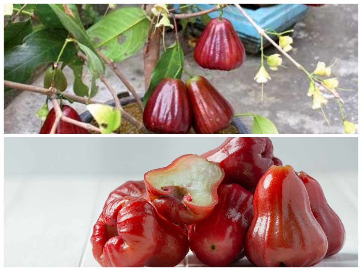 Jambu Jamaika dan 8 Khasiat Kesehatannya yang Wajib Diketahui