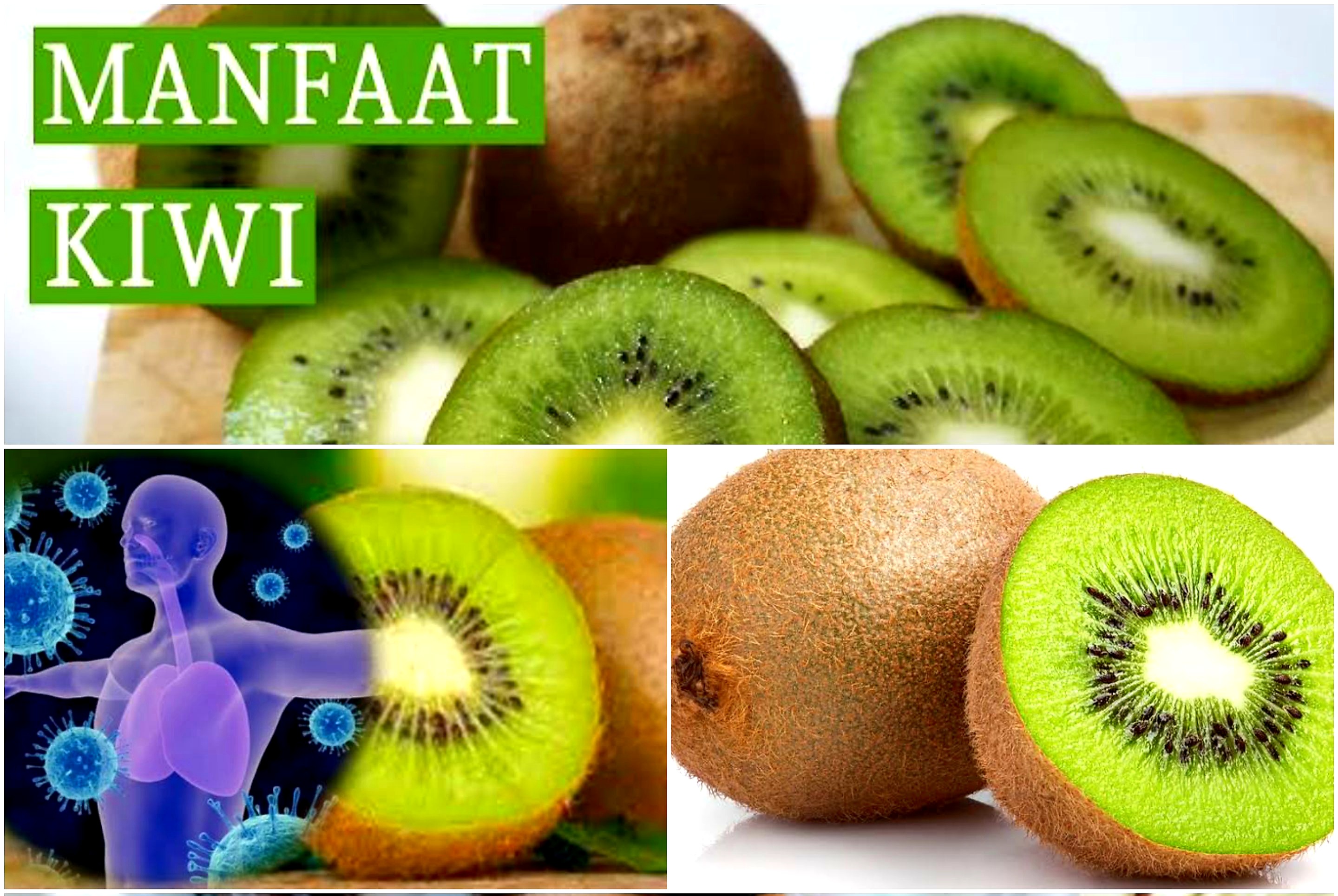 Kaya Akan Vitamin C. Manfaat Baik Buah Kiwi Bagus Untuk Imunitas Tubuh