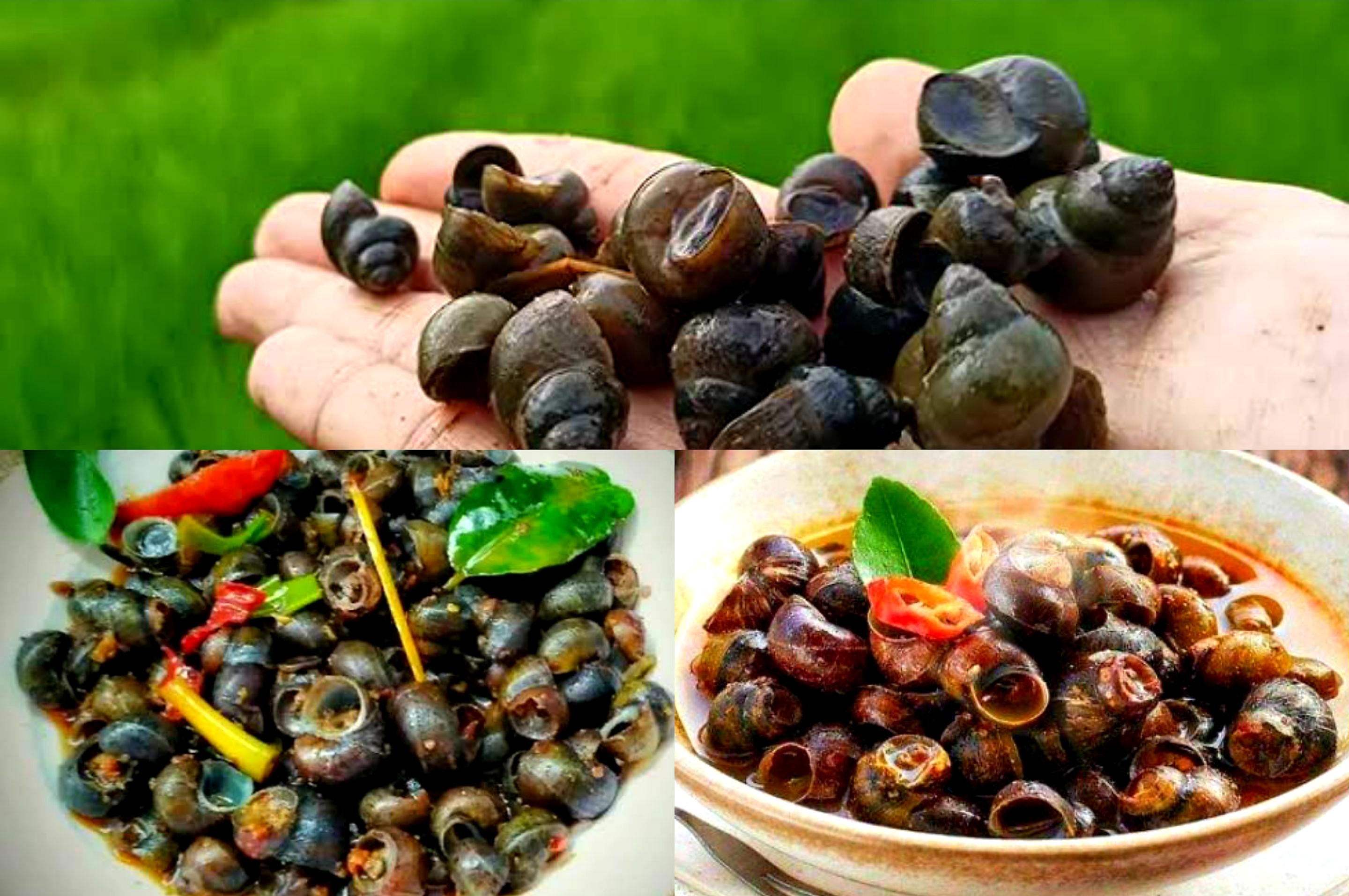 Siapa Bilang Beracun? Ternyata Ini 5 Manfaat Konsumsi Keong Sawah