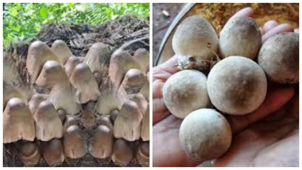 6 Manfaat Jamur Sawit bagi Kesehatan Manusia