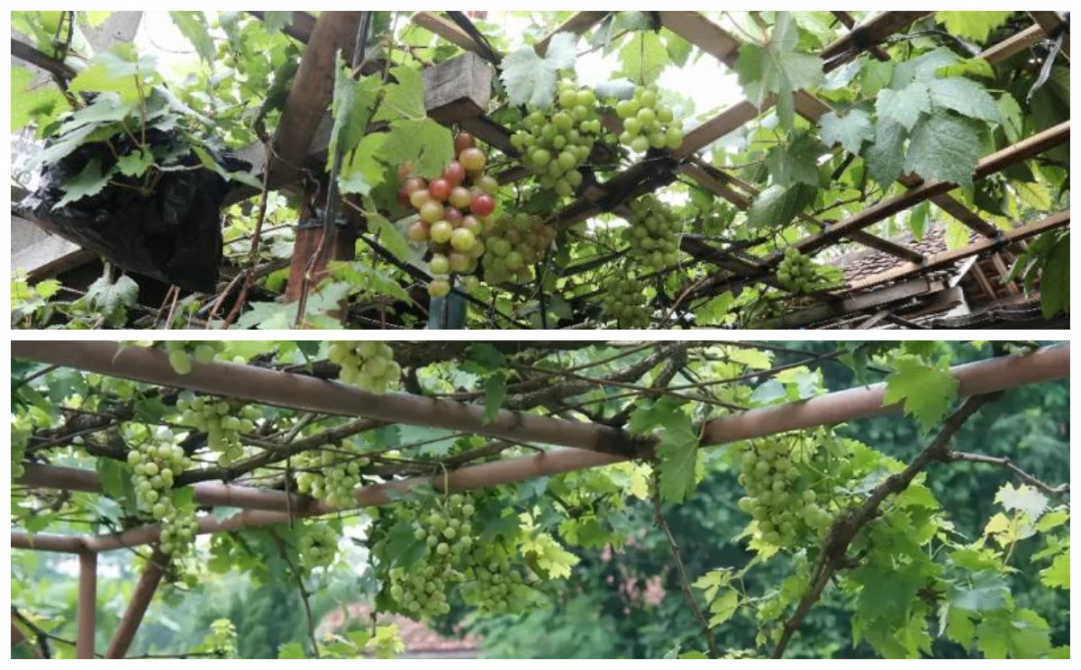 Teras Rumah Jadi Lebih Cantik dengan 10 Desain Kebun Anggur Ala Mediterania