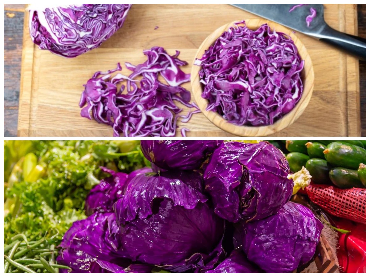 Tak Hanya Menarik Dilihat, Ini Khasiat Luar Biasa dari Kol Ungu bagi Kesehatan