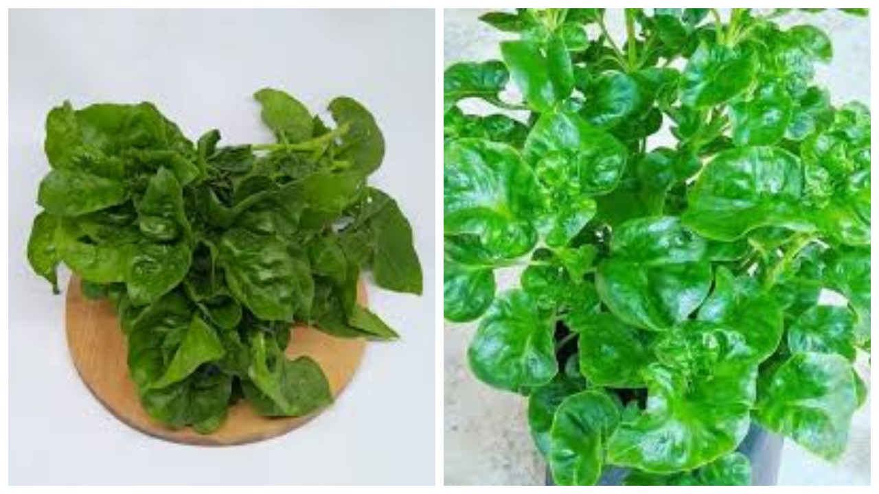 Manfaat Bayam Brazil bagi Kesehatan Tubuh !