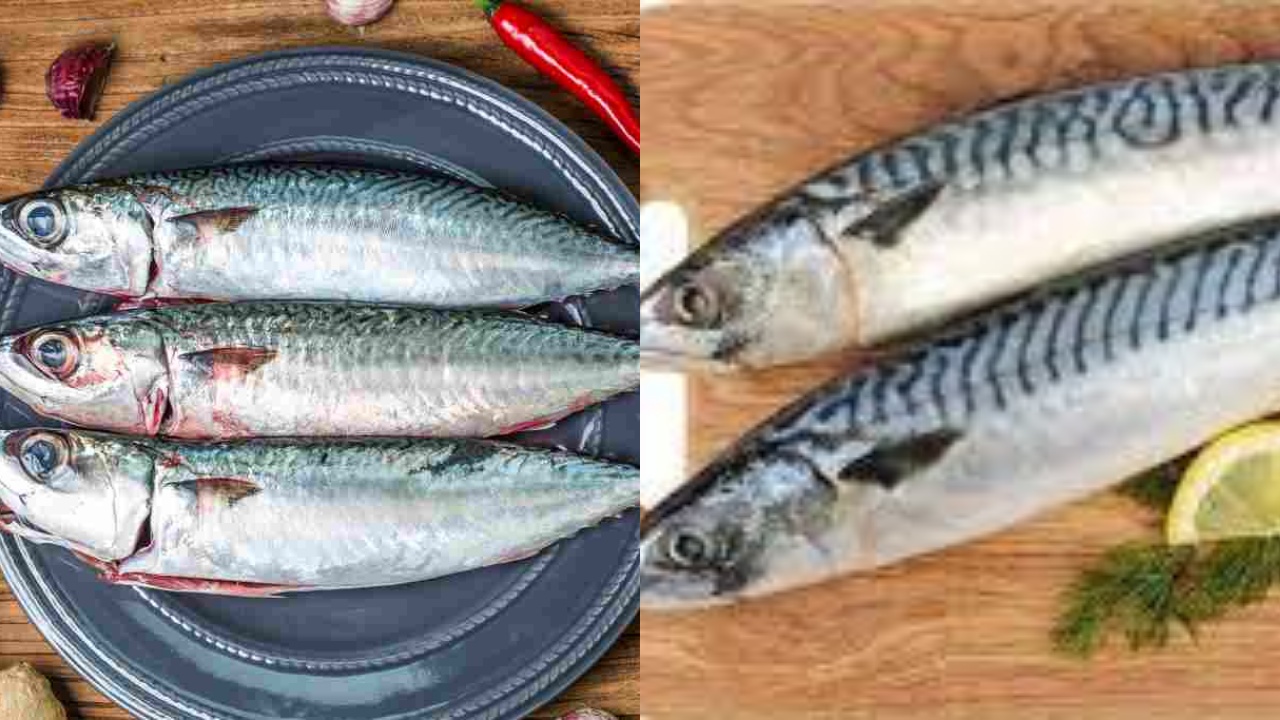 Kaya Akan Nutrisi! Inilah 7 Manfaat Ikan Tenggiri Untuk Kesehatan Jarang Diketahui