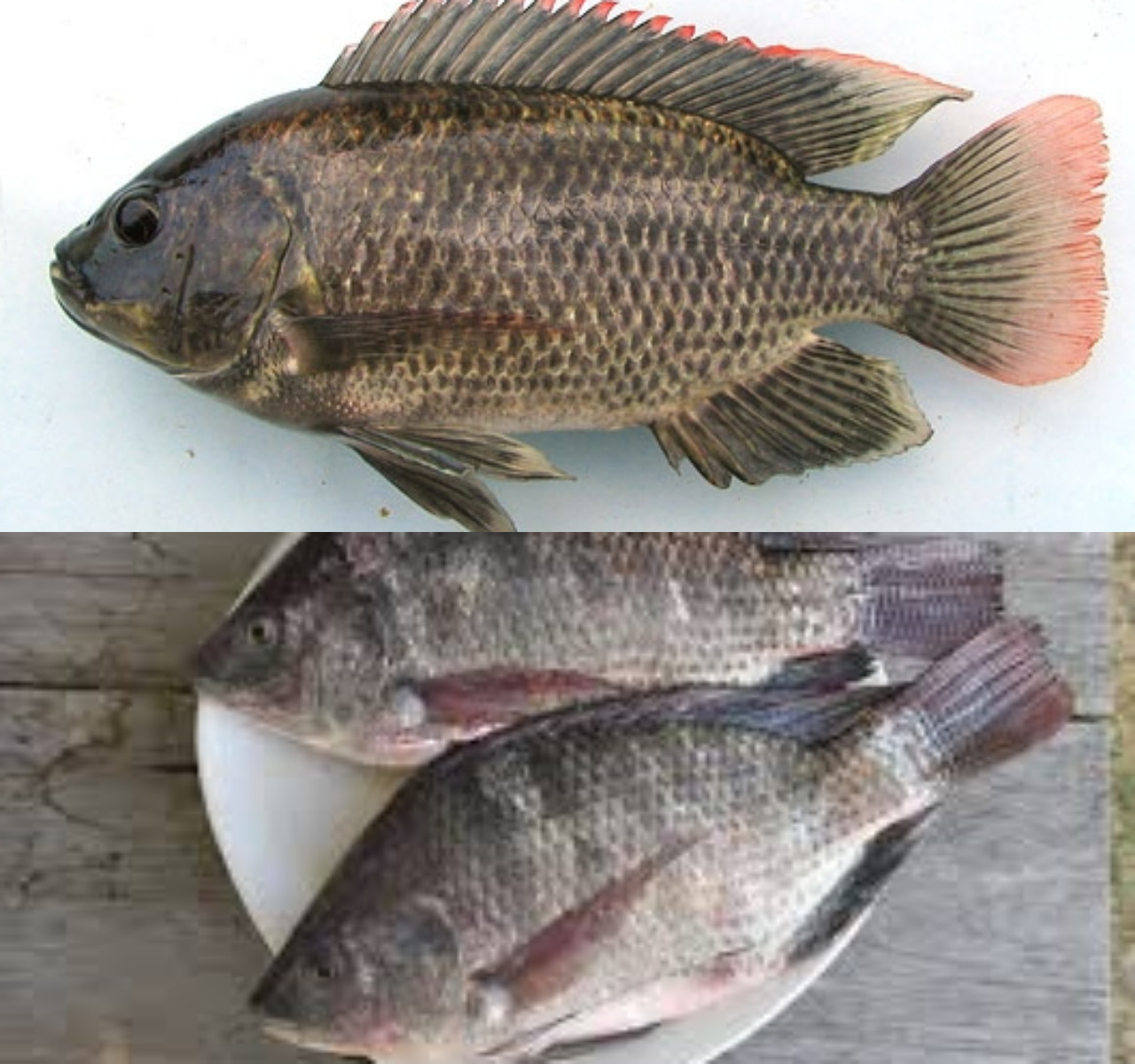 Simak 7 Kelebihan Ikan Mujair untuk Ibu Hamil!