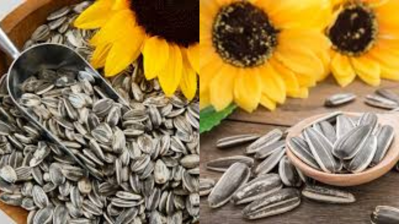 Jarang Diketahui Teryata Ini Guys 6 Manfaat Biji Bunga Matahari Untuk Kesehatan!
