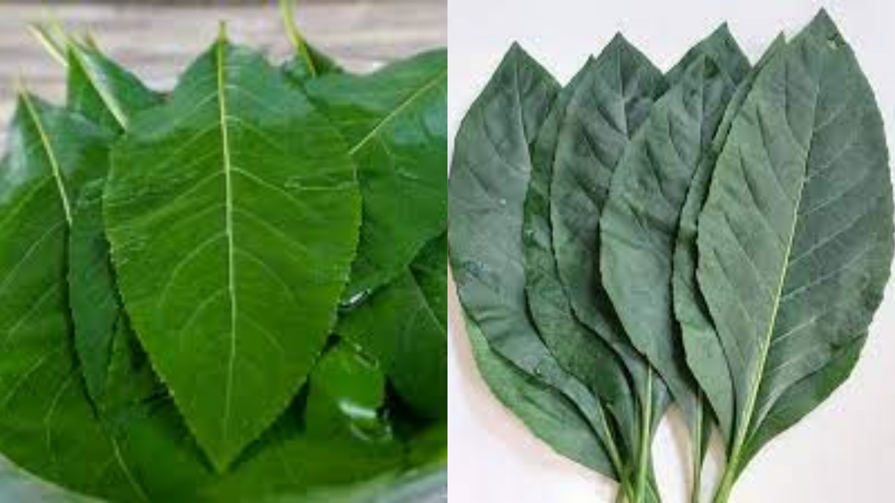 Daun Afrika: Herbal Tradisional dengan Segudang Manfaat Medis