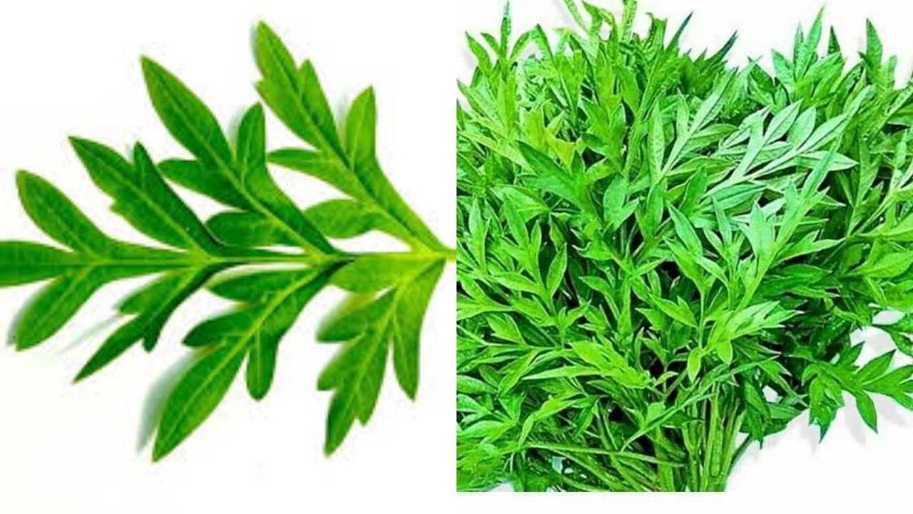 Yuk Ketahui 8 Manfaat Daun Kenikir Untuk Kesehatan Yang Luar Biasa!