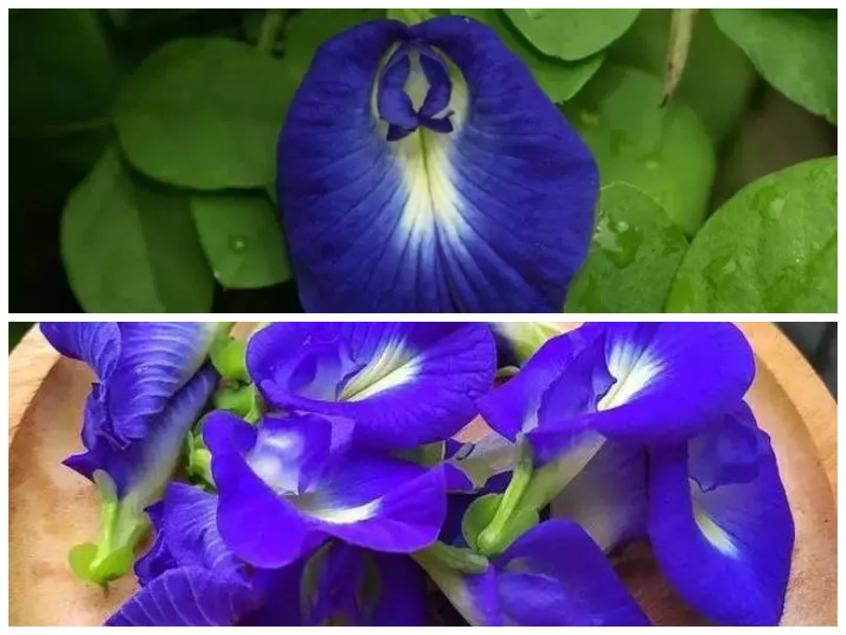 Rahasia Manfaat Bunga Telang: Khasiat Kesehatan yang Belum Banyak Diketahui