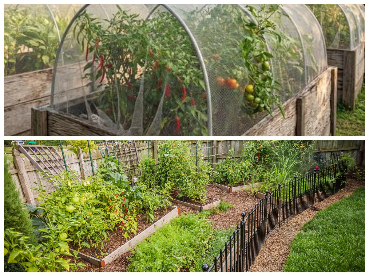 8 Ide Pagar Kebun Sayur Hemat Biaya yang Efektif Lindungi Tanaman dari Hama