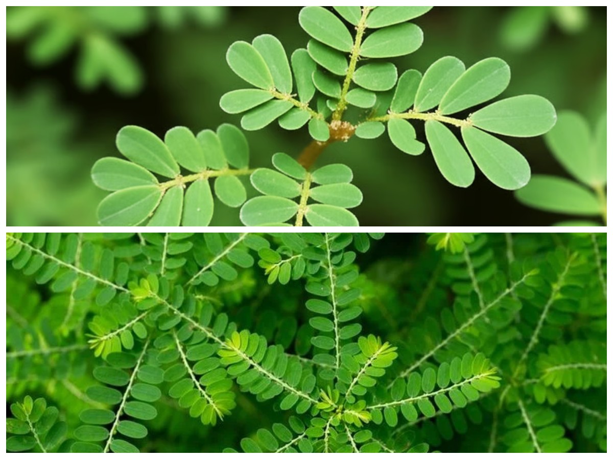 Wajib Tahu! 5 Manfaat Daun Meniran yang Baik untuk Daya Tahan dan Kesehatan