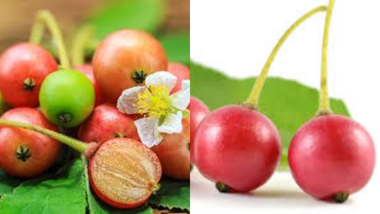  Inilah Manfaat Buah Kersen Bagi Kesehatan Tubuh Yang Luar Biasa!