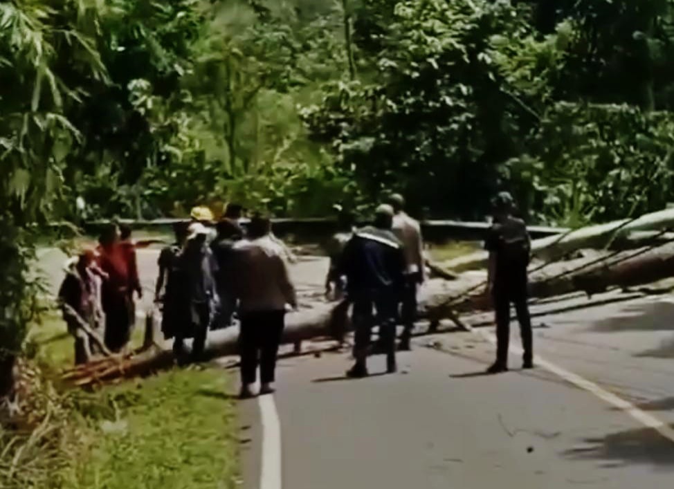 Waspada Pohon Tumbang di Liku Lematang