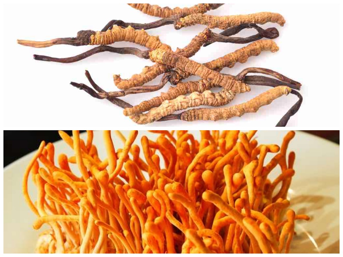 Kenali Cordyceps: 8 Fungsi Penting untuk Menunjang Kesehatan