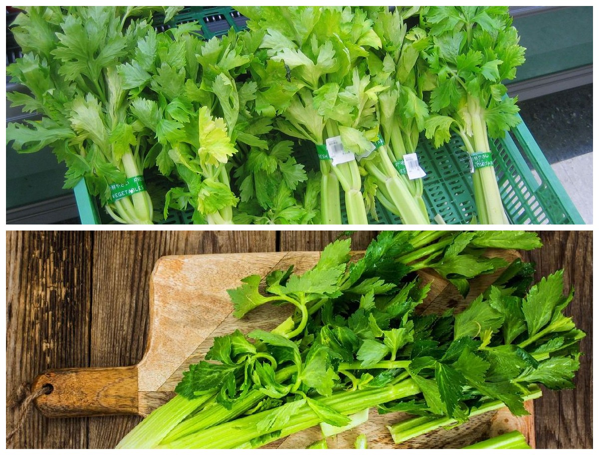 Manfaat Daun Seledri bagi Kesehatan: Rahasia Herbal Sederhana dengan Segudang Khasiat!