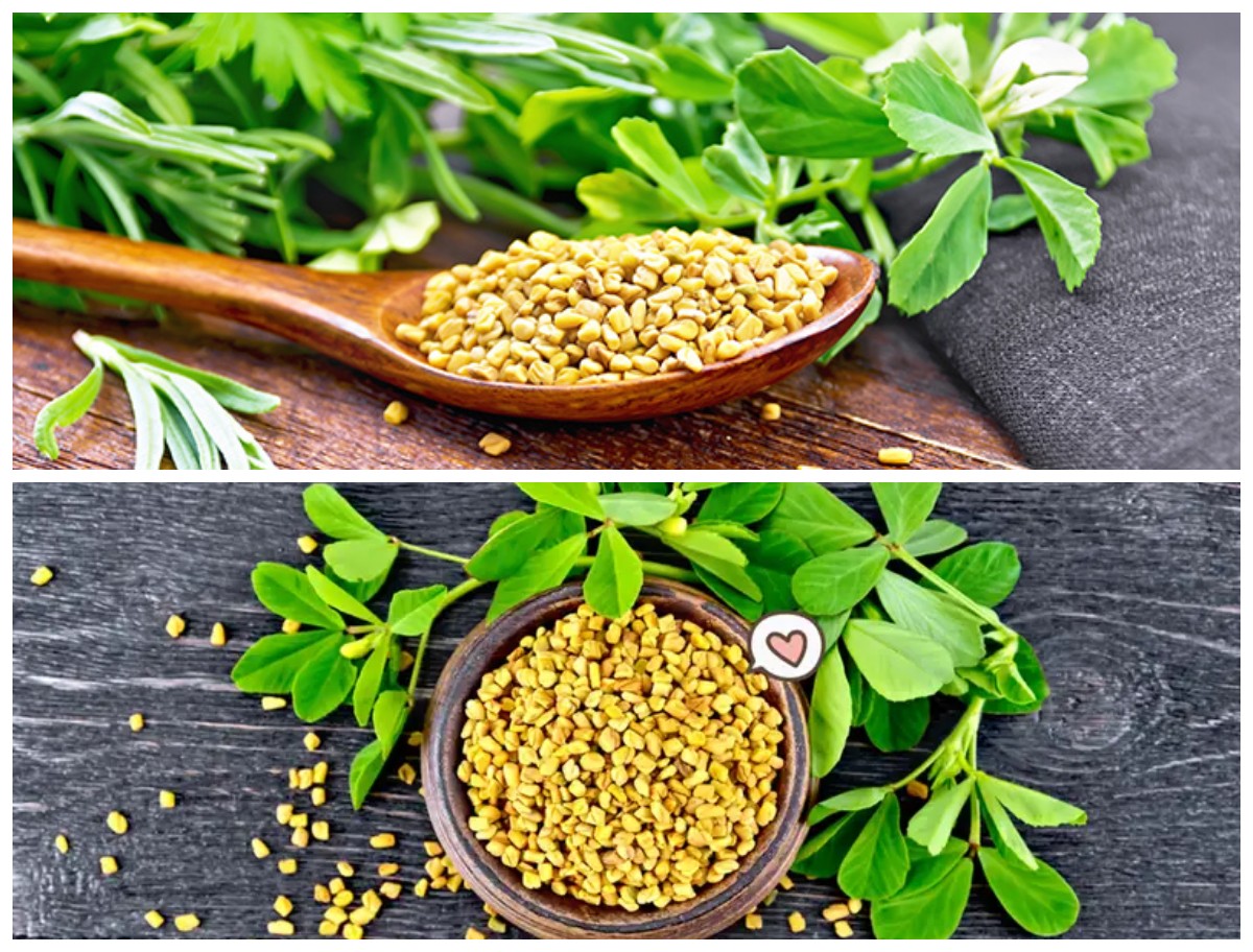 Inilah Manfaat Fenugreek untuk Diabetes: Tanaman Herbal Penurun Gula Darah yang Terbukti Secara Alami!
