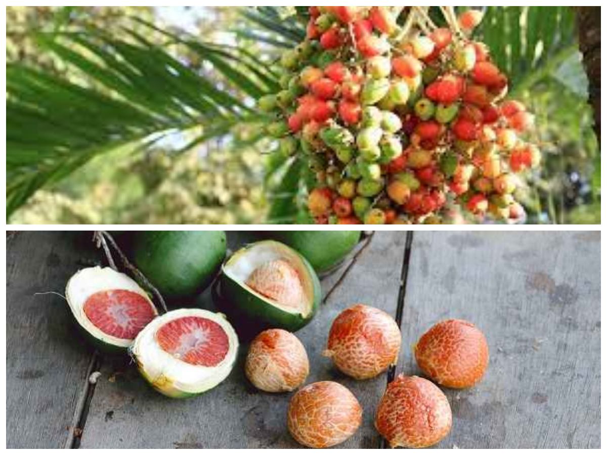 Manfaat Buah Pinang untuk Kesehatan: 5 Khasiat yang Perlu Kamu Tahu