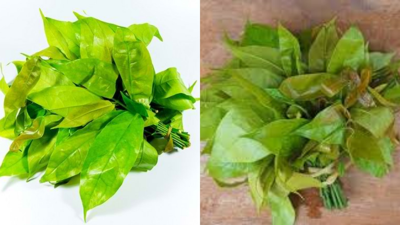 Inilah Manfaat Daun Melinjo Untuk Kesehatan Tubuh Yang Harus Kamu Tahu! 