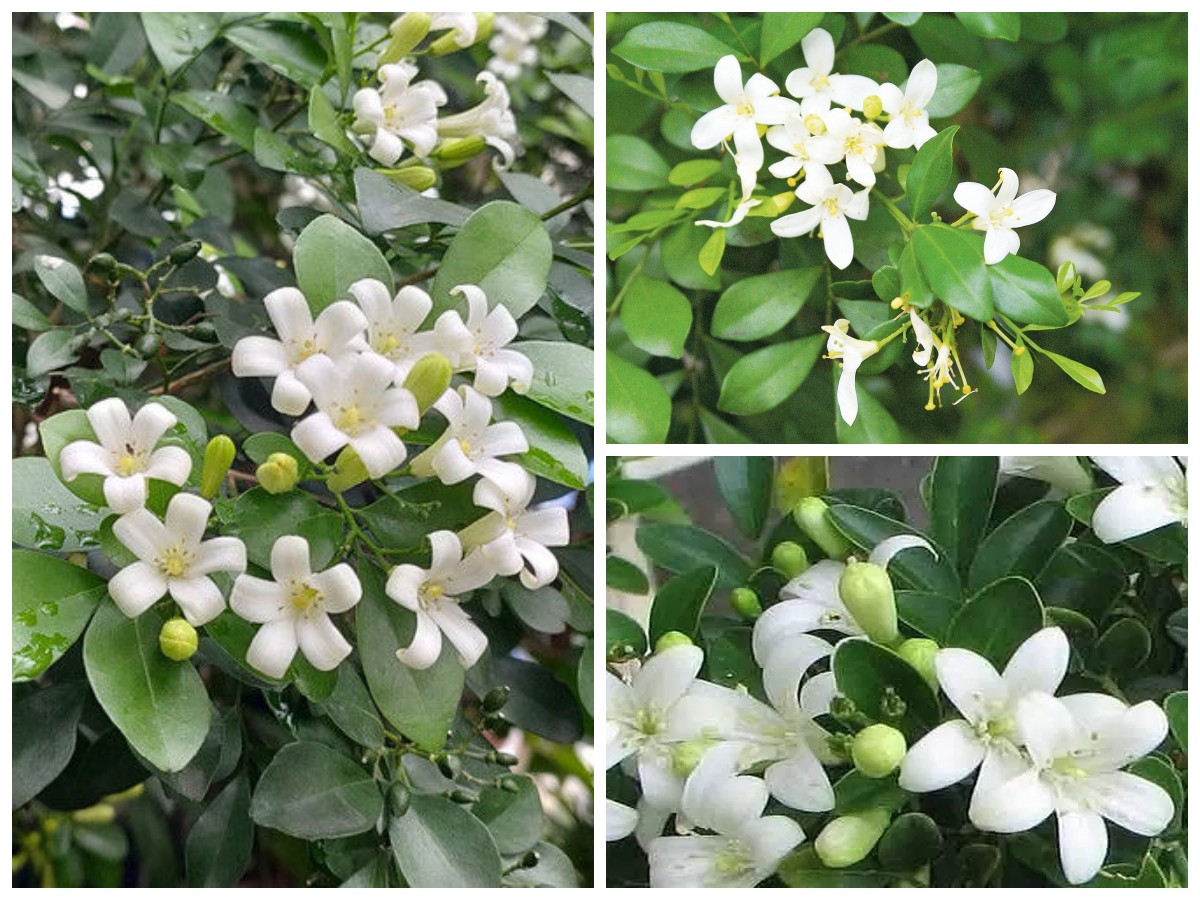 Manfaat Daun Kemuning untuk Kesehatan: Rahasia Herbal Alami Penurun Kolesterol hingga Perawatan Kulit!