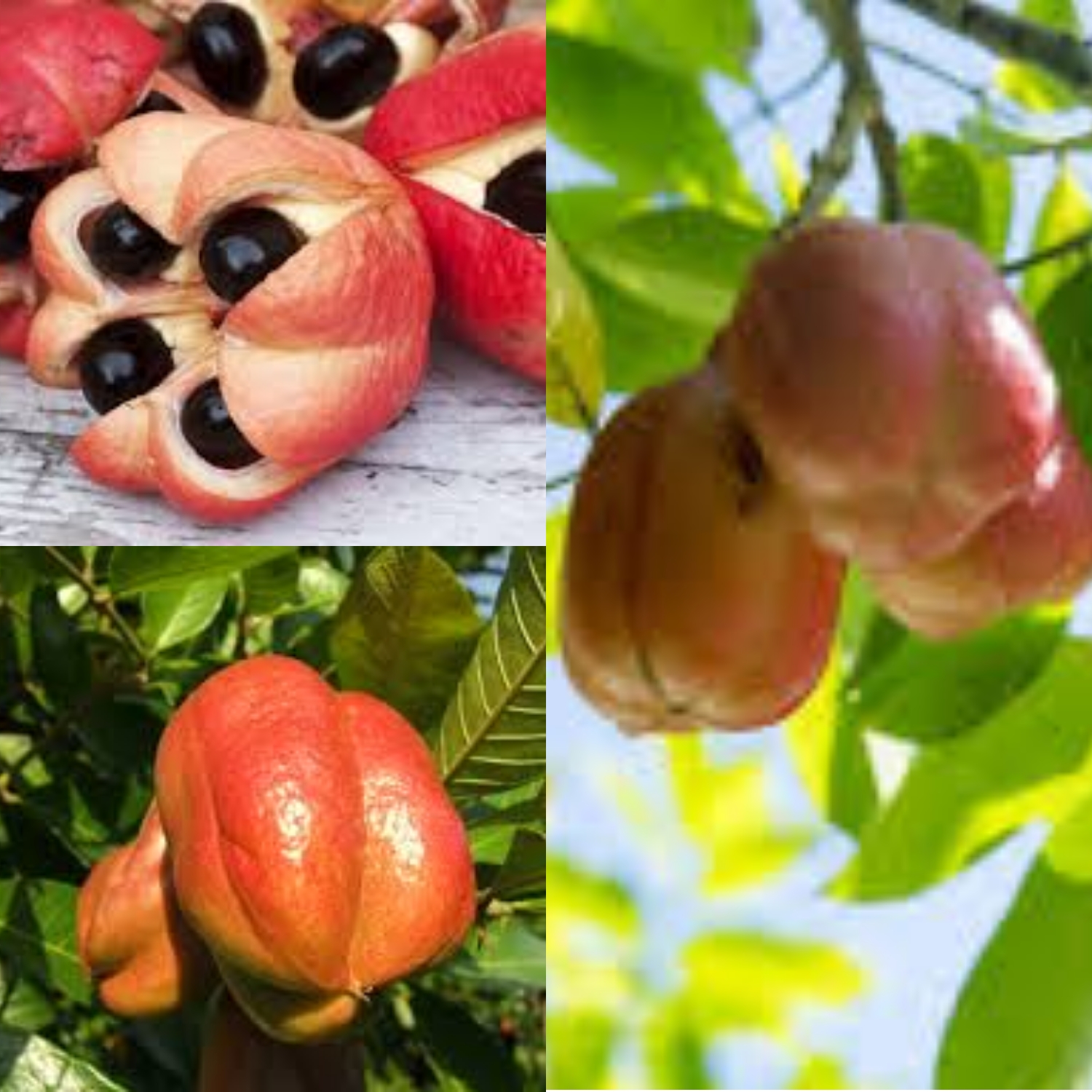 Buah Ackee Eksotis Jamaika yang Lezat, Bergizi, namun Beracun jika Salah Olah