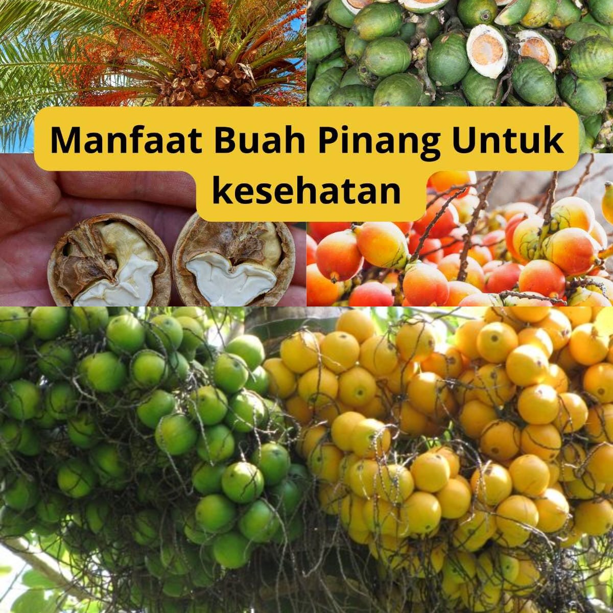 Apa Saja Khasiat Buah Pinang? Ini Dia 5 Manfaatnya yang Mengejutkan!