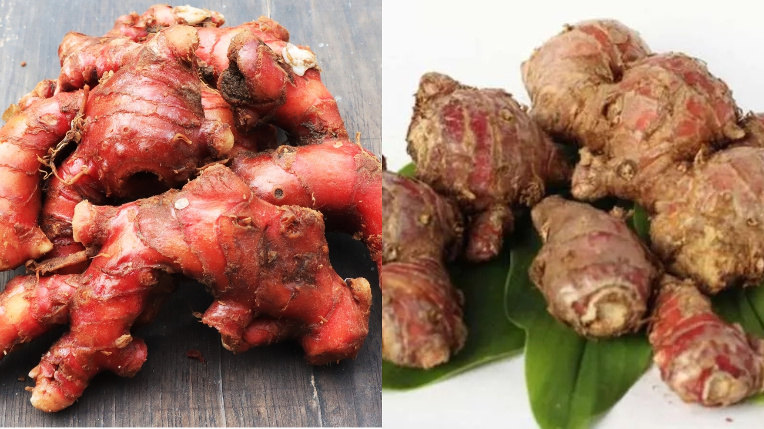 Jarang Diketahui! Ternyata Jahe Merah Punya Manfaat Ampuh Cegah Masuk Angin dan Batuk Berdahak