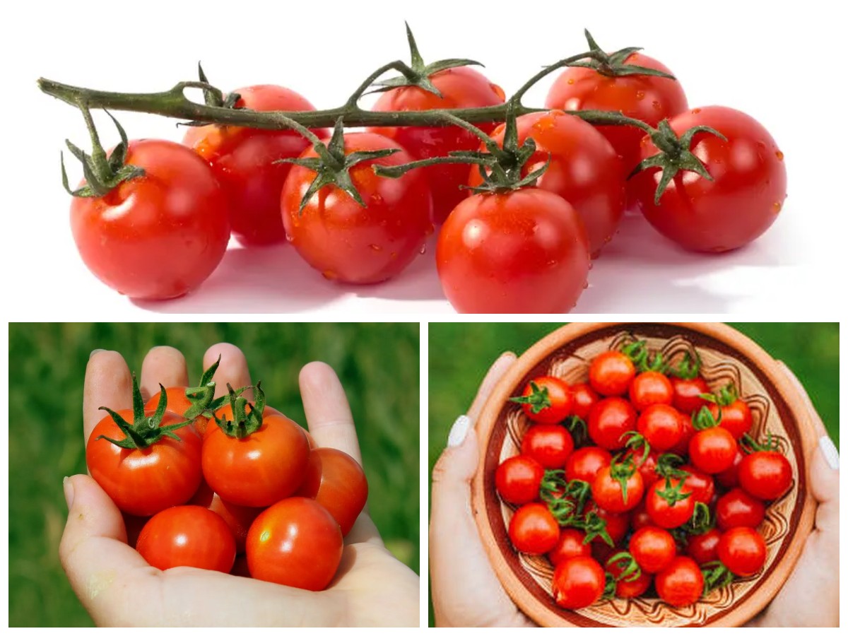 6 Manfaat Tomat Ceri untuk Kesehatan: Rahasia Kecil dari Buah Mini yang Kaya Nutrisi!