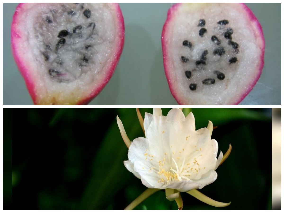 Buah Wijaya Kusuma: Khasiat dan Rahasia Tersembunyi dari Buah Langka Ini