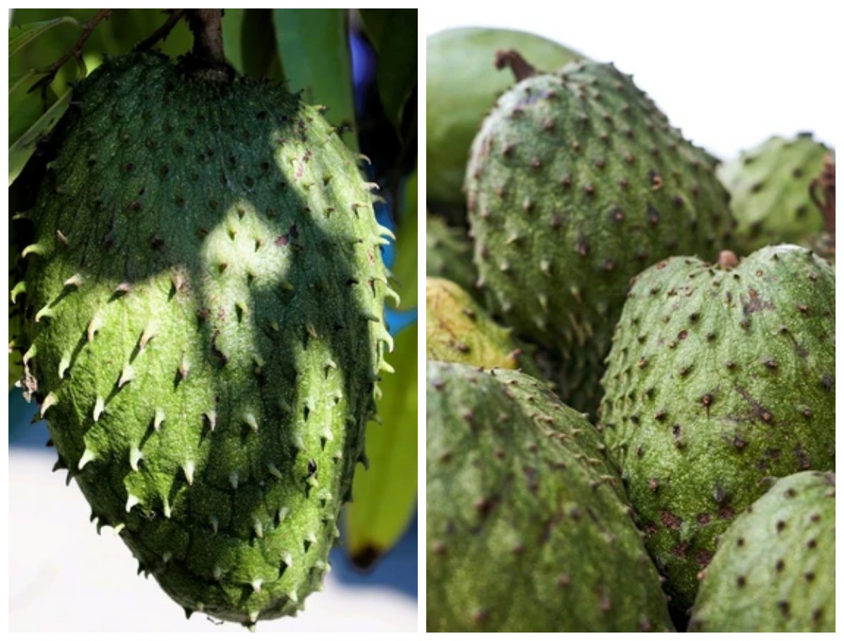 Mengungkap 10 Manfaat Srikaya bagi Kesehatan: Buah Tropis yang Kaya Nutrisi dan Khasiat!