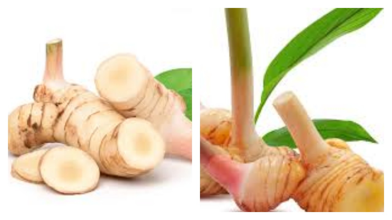 Lengkuas: Rempah Serbaguna dengan Beragam Manfaat untuk Kesehatan