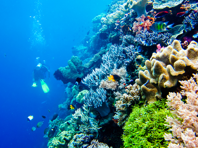 Terumbu Karang Menakjubkan, 4 Rekomendasi Spot Snorkeling untuk Para Traveler Pemula di Wakatobi