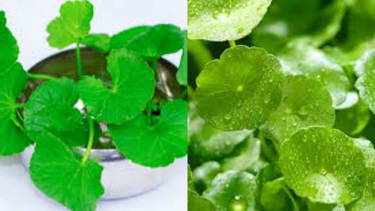 Manfaat Daun Pegagan untuk Kesehatan, Bantu Jaga Daya Ingat dan Tenangkan Pikiran!