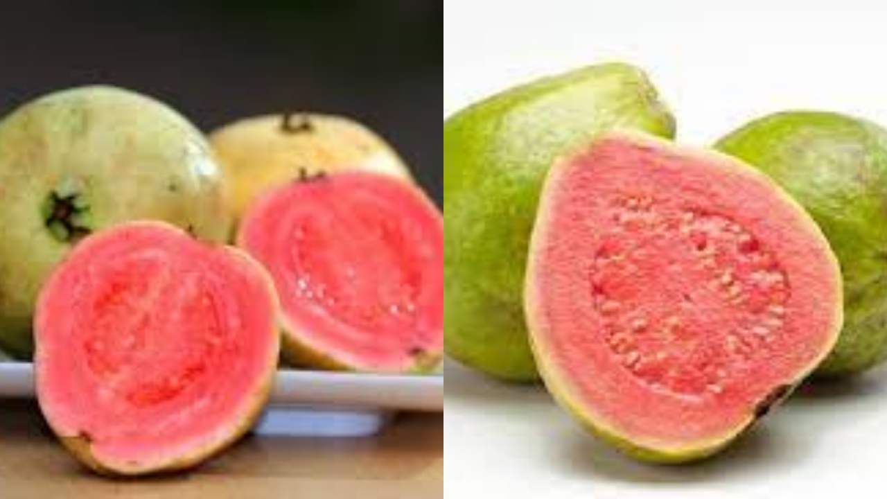 Yuk Intip! 8 Manfaat Jambu Biji Untuk Kesehatan Ibu Hamil Yang Luar Biasa