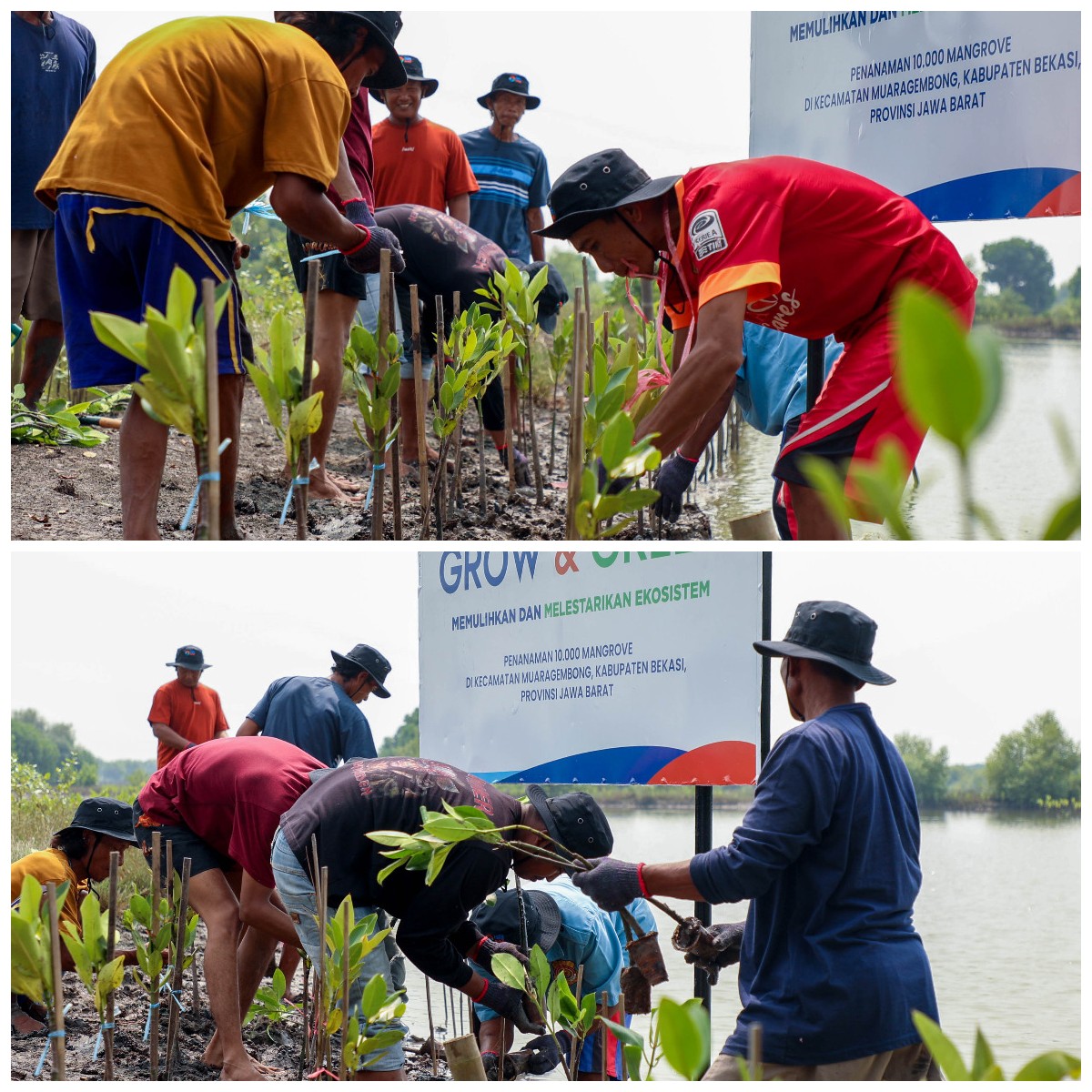 BRI Tegaskan Komitmen Hijau di Hari Mangrove Sedunia lewat Rehabilitasi Ekosistem Pesisir