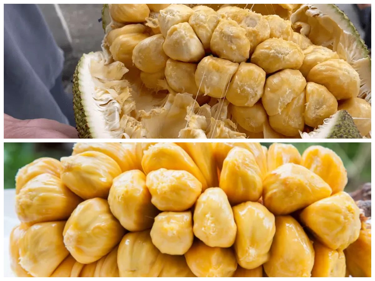 Manfaat Cempedak bagi Tubuh: Kaya Nutrisi dan Antioksidan yang Wajib Kamu Tahu!