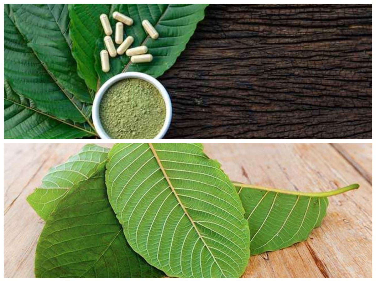 Daun Kratom: Di Balik Manfaat Kesehatan dan Kontroversi Efek Samping yang Perlu Diketahui