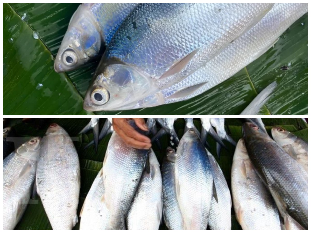 6 Khasiat Ikan Bandeng yang Jarang Diketahui, Bikin Tubuh Lebih Sehat!