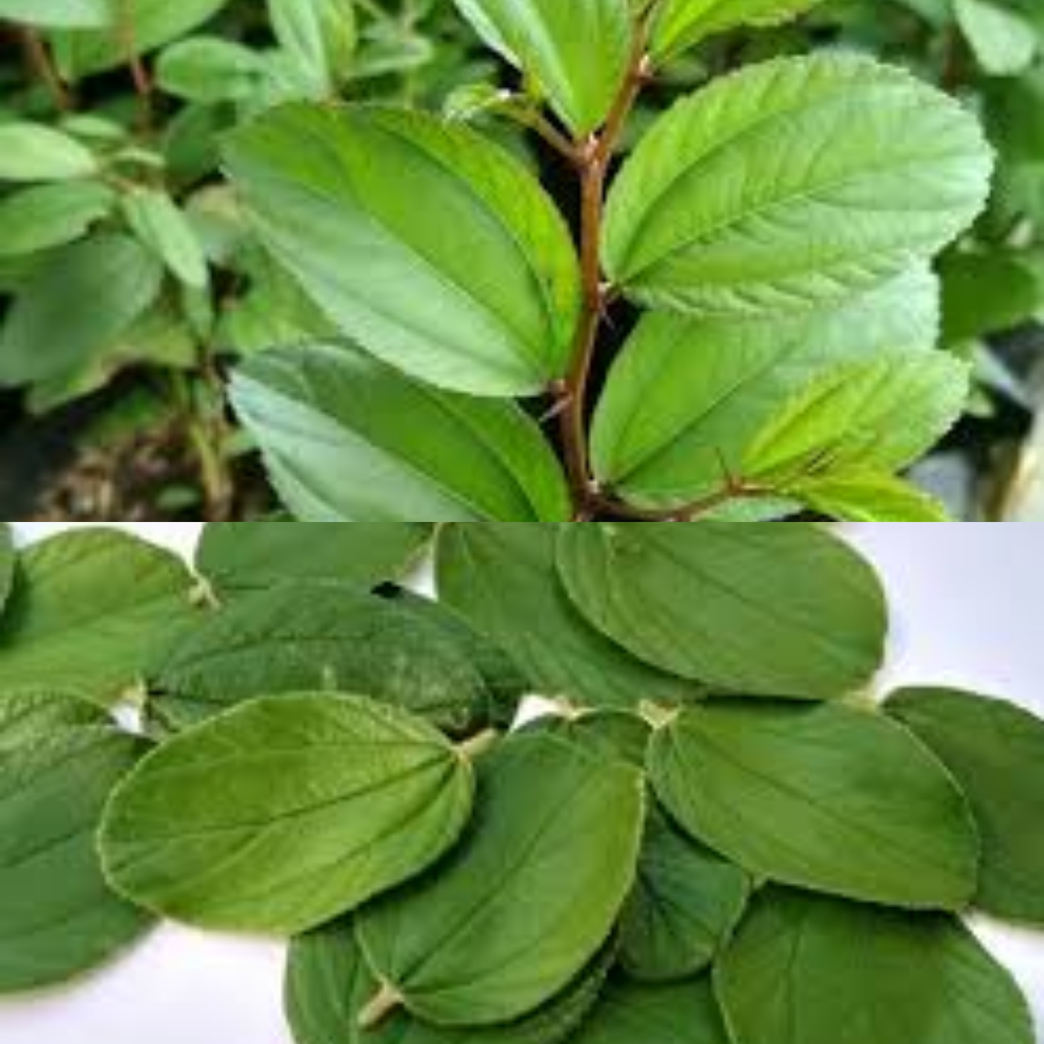 Bukan Hanya Bagus untuk Wanita, Ternyata Daun Bidara Juga Bisa Digunakan Ruqyah!