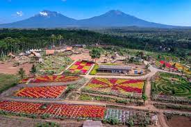 Wisata Taman Suruh Banyuwangi, Menggabungkan Keindahan Alam Dan Pengalaman Belajar Seru!