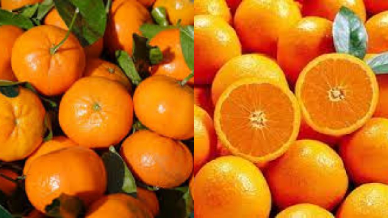 Kandungan Gizi Dan Manfaat Jeruk Baby Untuk Kesehatan Yang Harus Kalian Ketahui!