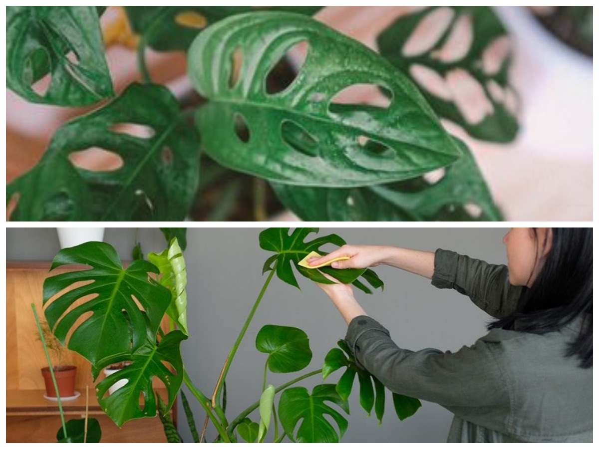 Cara Mudah Merawat Janda Bolong Agar Daunnya Tetap Hijau, Subur, dan Tidak Menguning