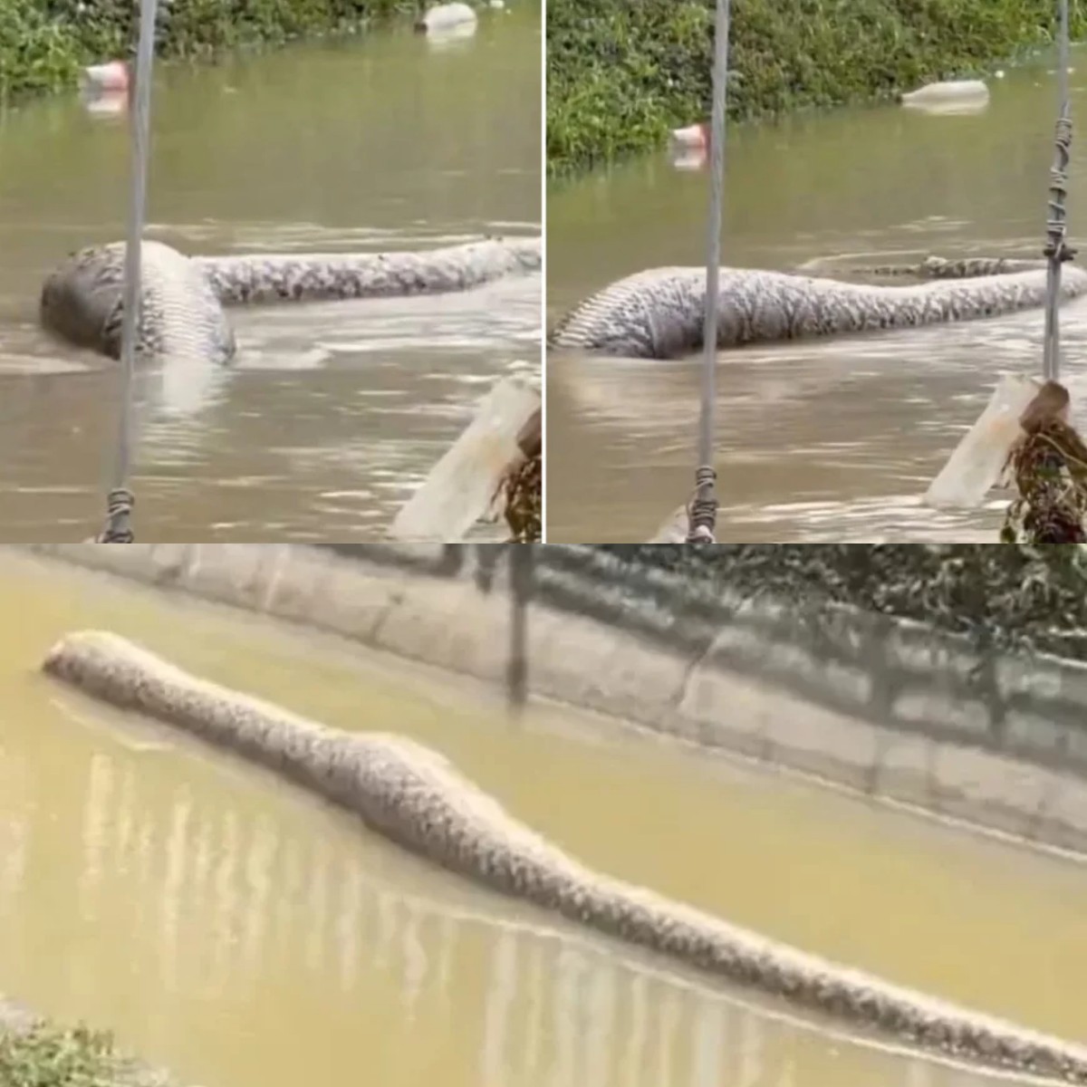 Ternyata Ada Ular Piton Raksasa di Tengah Banjir Bandang di Thailand? Lihat Video Menegangkannya!